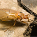 IMG 2963 Bug