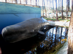 Sperm whale.