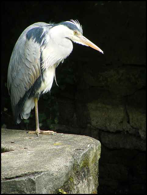 watching heron