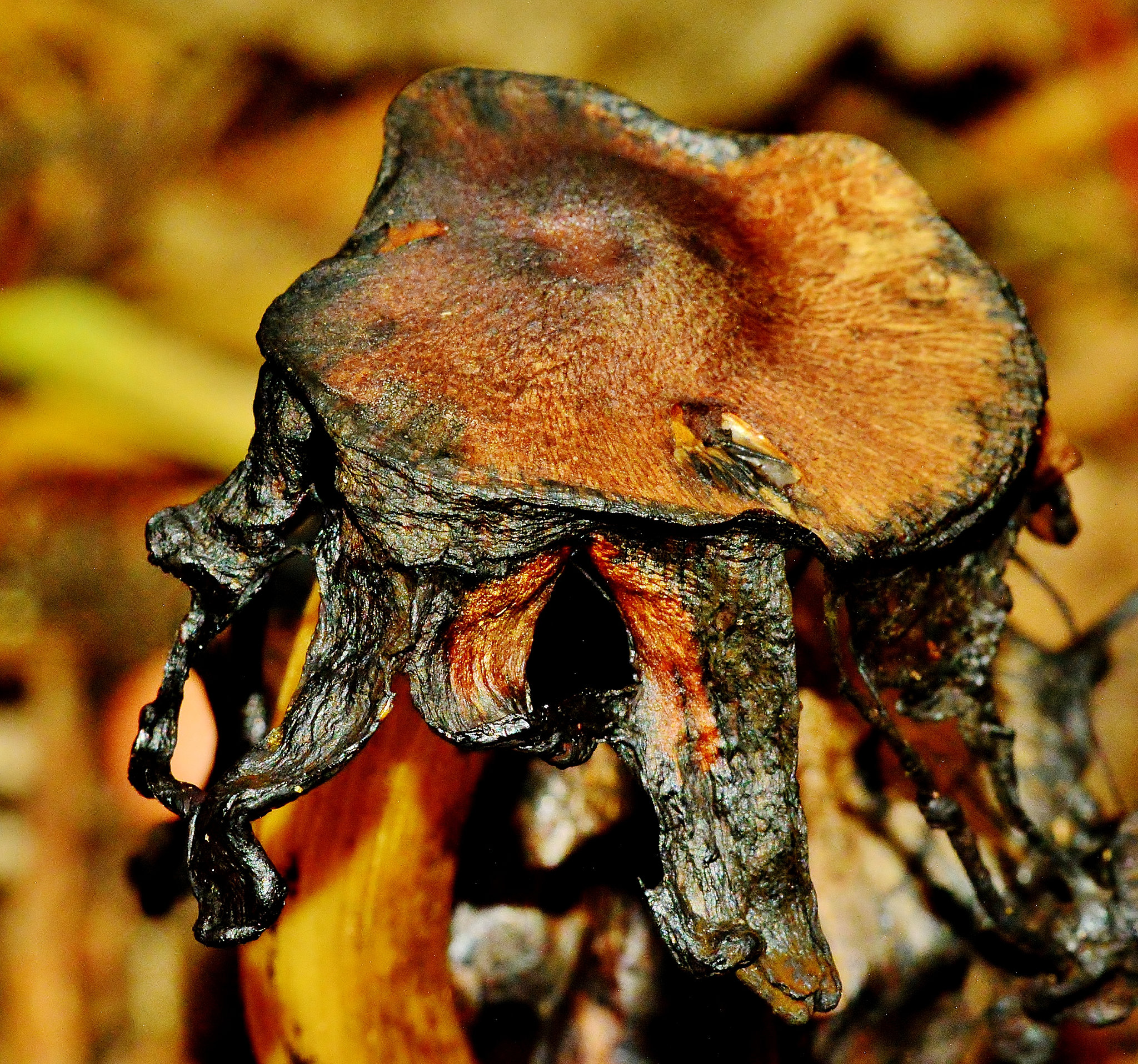 Very Very Inky Inkcap Mushroom!!!