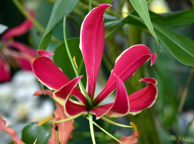 Gloriosa