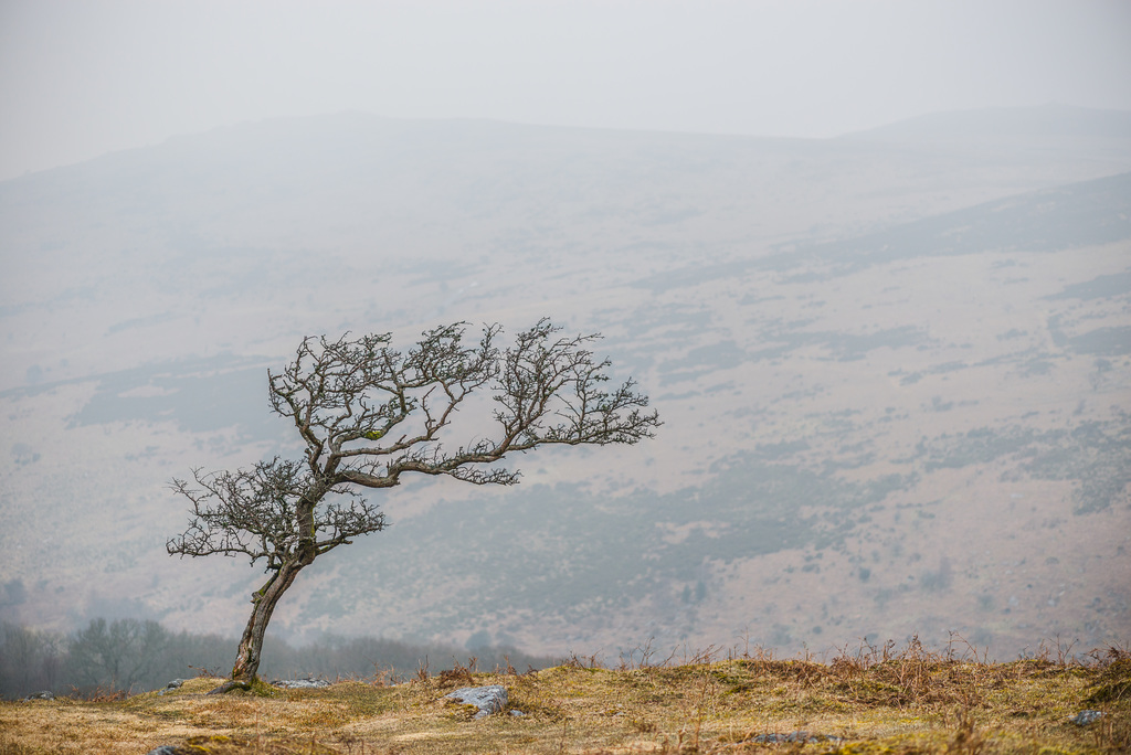 Dartmoor - 20160318