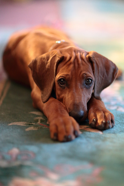 IMG 9265 RhodesianRidgebackPuppy dpp