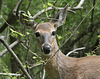 Tu es qui, toi? who are you?