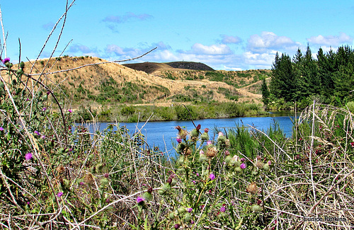 Over the Thistles