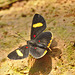 Butterfly IMG_6237