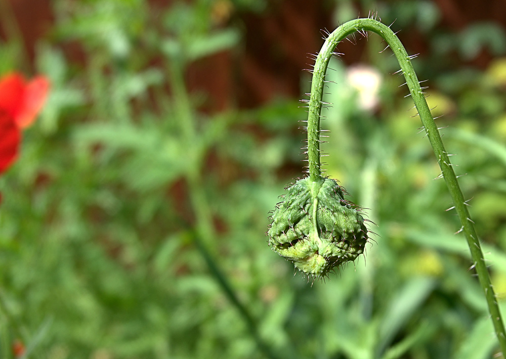 Doubled Up Poppy Bud