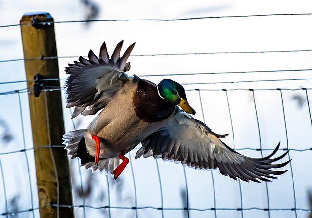 Mallard