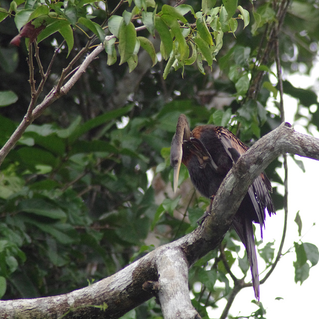 Reddish Egret (?)