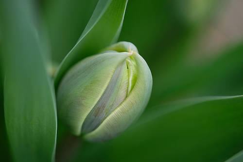 DSCF4794