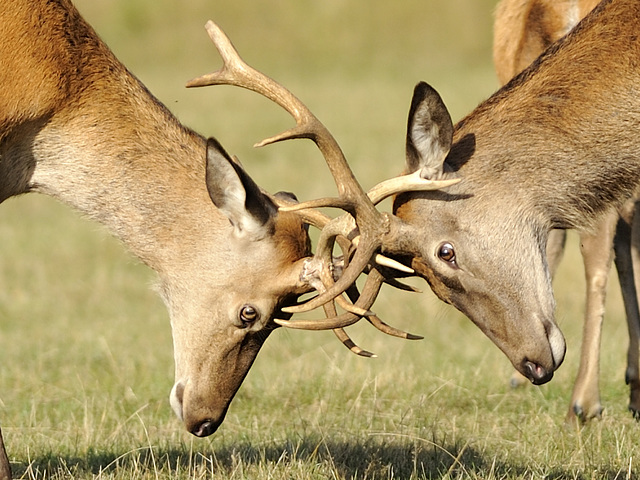 Head to head in Richmond Park