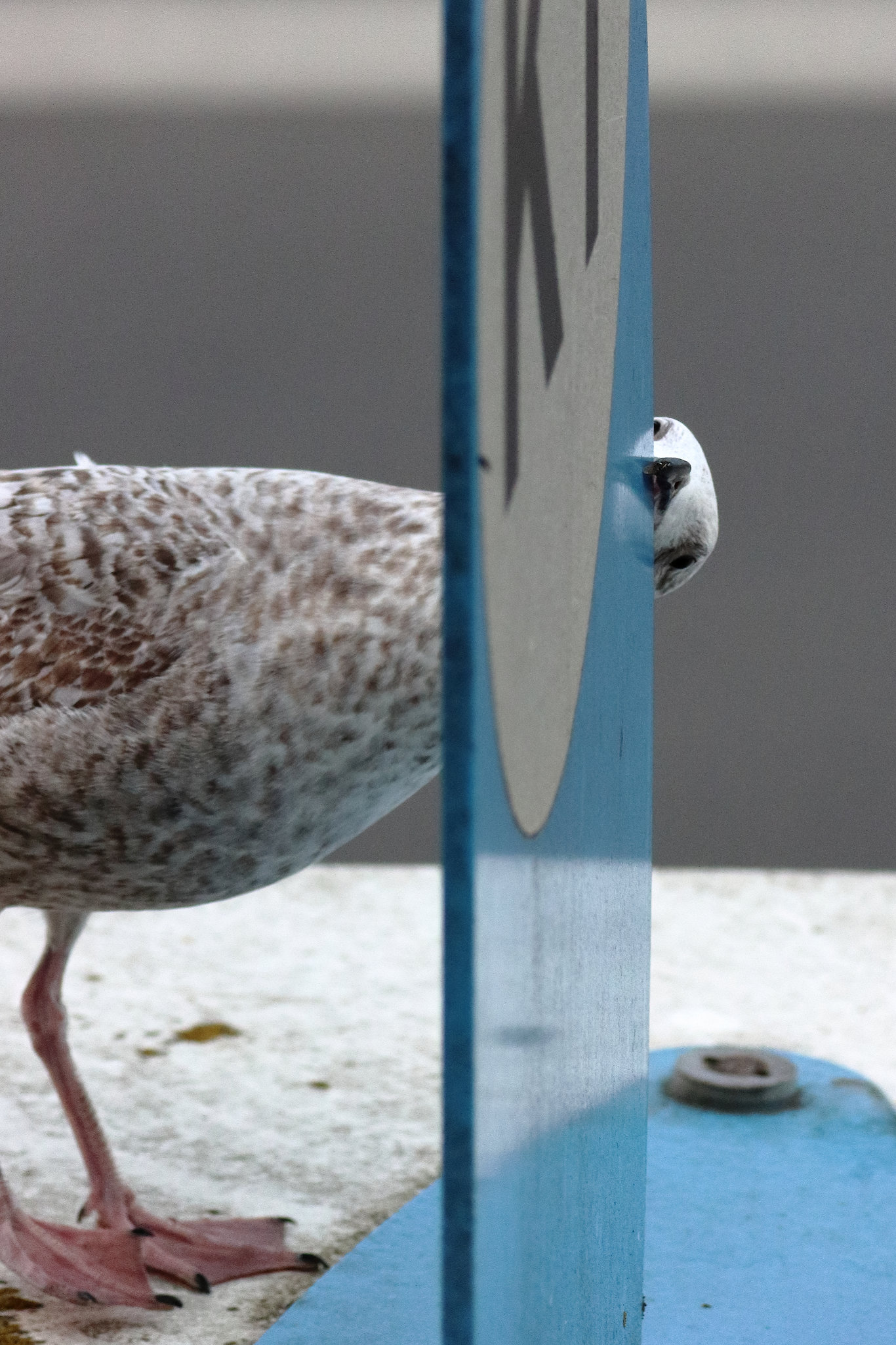 Juvenile delinquent gull chews up bus stop sign