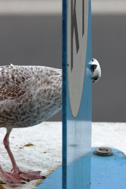 Juvenile delinquent gull chews up bus stop sign