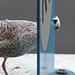 Juvenile delinquent gull chews up bus stop sign