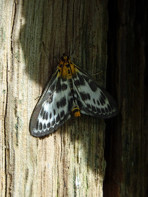 Small Magpie Moth