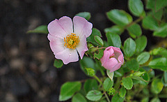 20221022 4429VRAw [D~LIP] Zwergrose (Rosa 'Kordes Sternenhimmel'), Bad Salzuflen