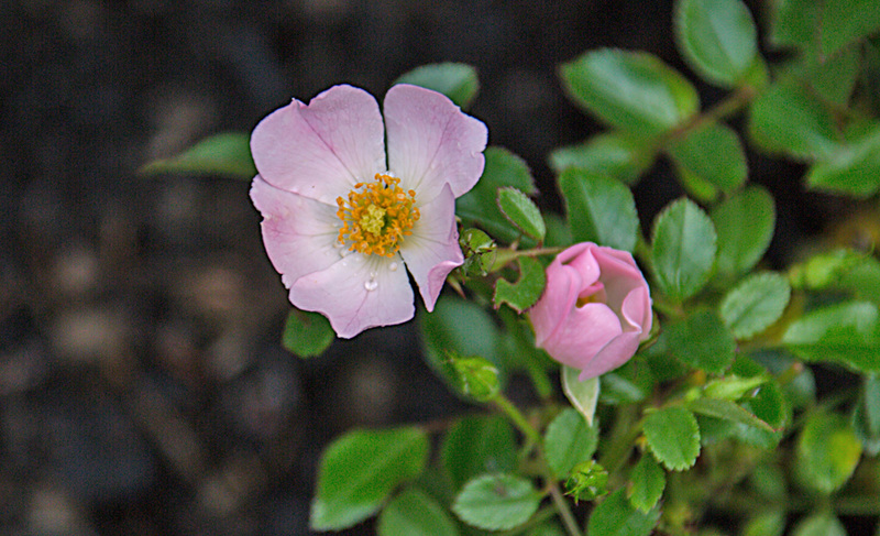 20221022 4429VRAw [D~LIP] Zwergrose (Rosa 'Kordes Sternenhimmel'), Bad Salzuflen