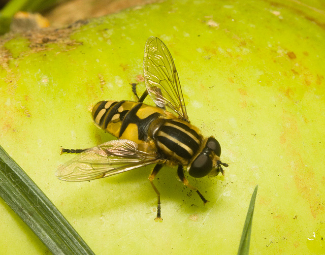 IMG 1625 Footballer Hoverfly