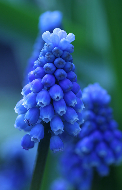 Grape Hyacinths