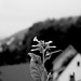 Nicotiana tabacum (2)