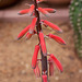 First blossoms on Partridge Breast Aloe (Aloe variegata)