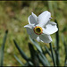 Narcissus poeticus  (1)