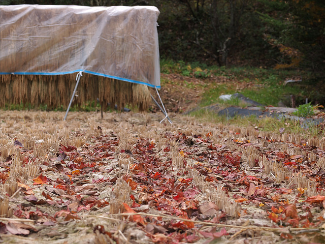 Red leaves fallen in the paddy field