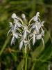 Platanthera conspicua (Southern White Fringed orchid)