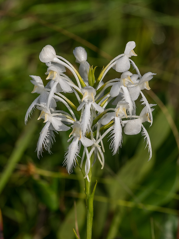 Platanthera conspicua (Southern White Fringed orchid)