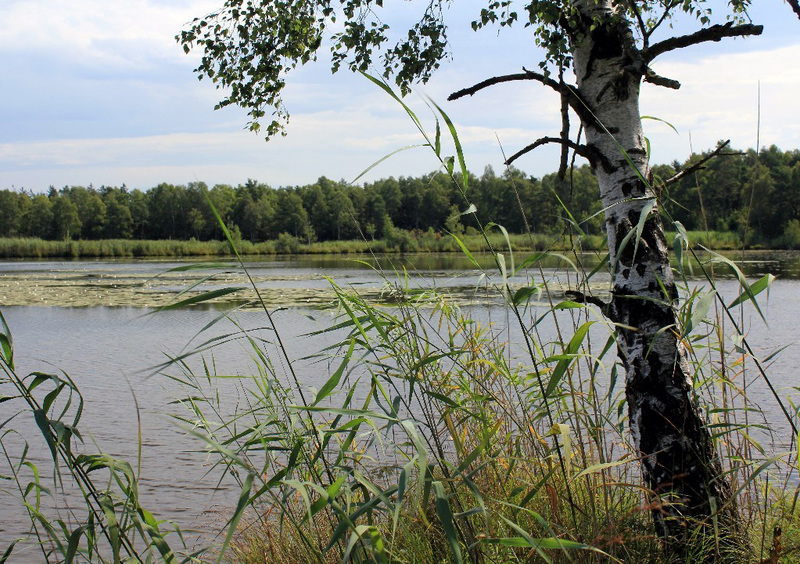 Im Wurzacher Ried (Riedsee)