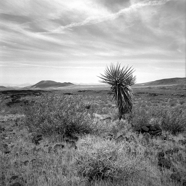 Desert Wilderness