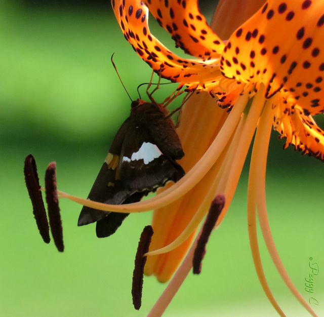 Silver-Spotted Skipper ..