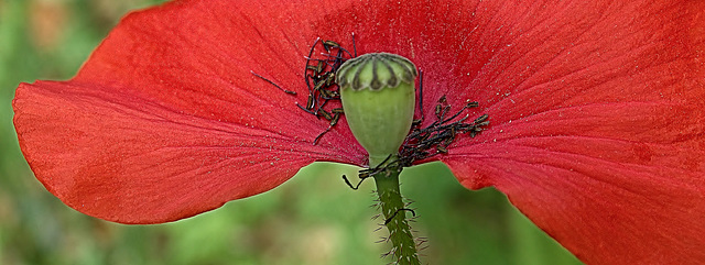 Poppy