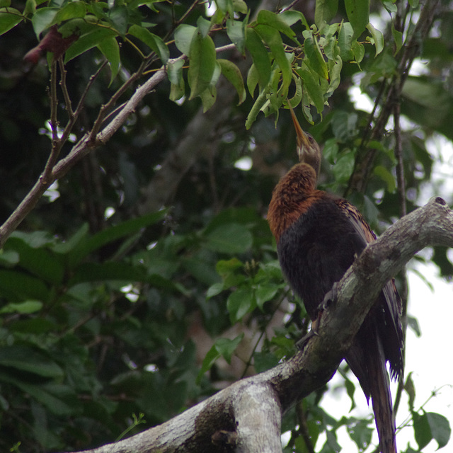 Reddish Egret (?)