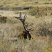 Bull Elk