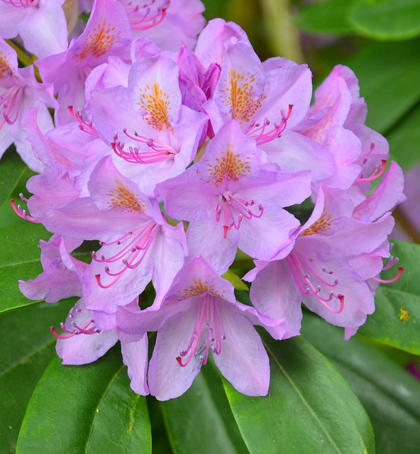 Rhododendron...de l'été