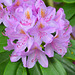 Rhododendron...de l'été