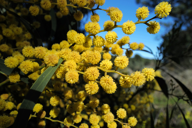 Acacia pycnantha, Fabaceae