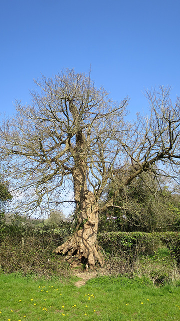 Old Oak