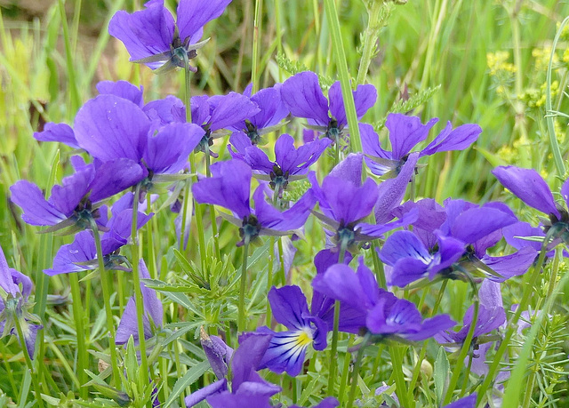 Douce pensée...