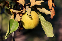 Autumn Apple