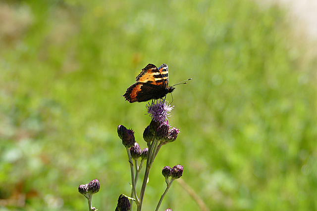 Kleiner Fuchs