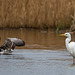 Greylag goose and a great white egret