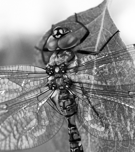 Dragon Fly in Apple Tree.