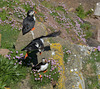 A trio of Puffins