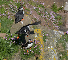 A trio of Puffins