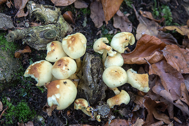 20140928 5544VRAw [D~SHG] Pilz, Wesergebirge,  Rinteln