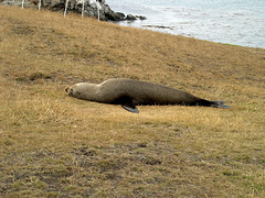 "I want to sleep..." - sea lion at Katiki Point