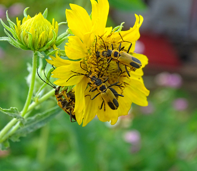 Striped Cucumber Beetles
