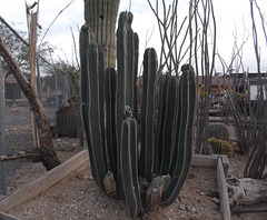 Cactus et clôture pour Chriss !!!